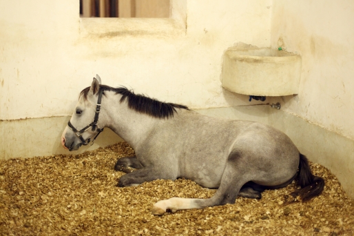 Arabian horse in the stable