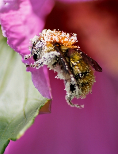 bee pollen plated
