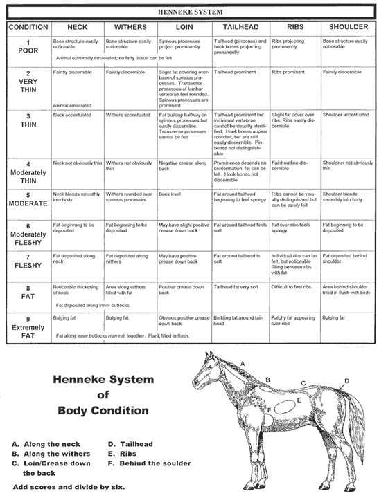 Horse Feed Comparison Chart