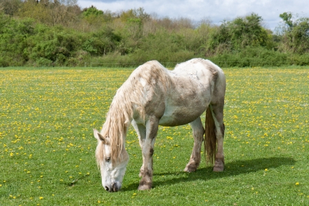 Old horse in a meadow with dandelions