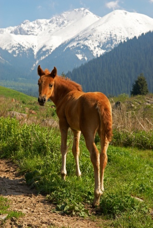 Free yong brown foal in mountains