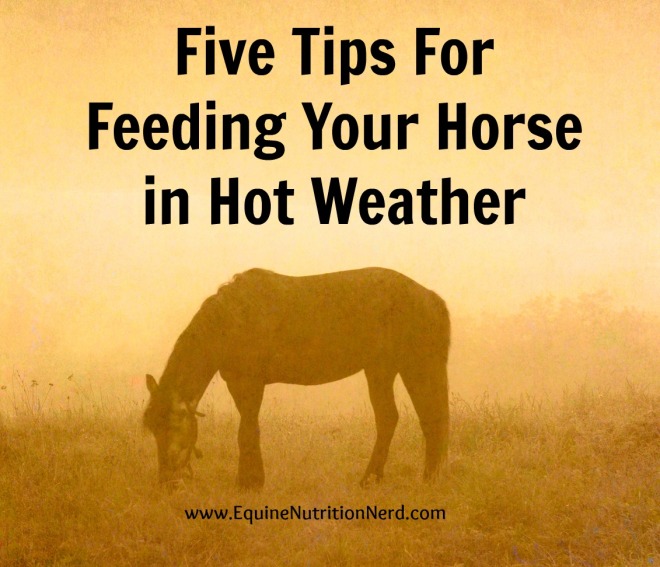 Five Tips for Feeding Your Horse in Hot Weather Cover