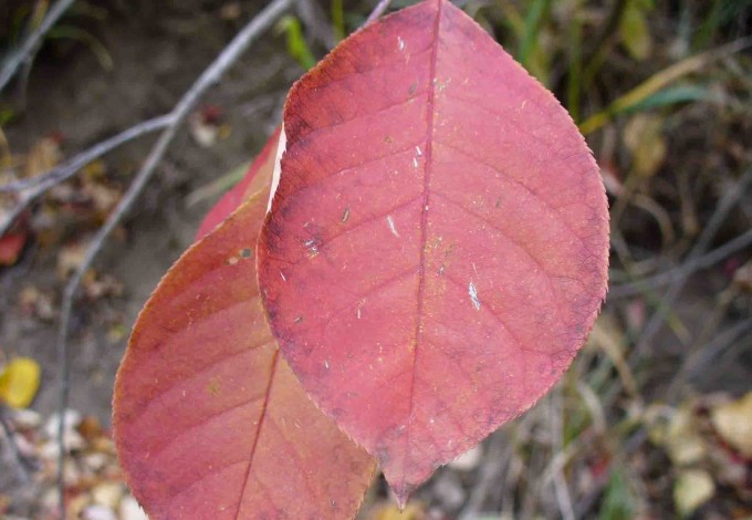 6-choke-cherry-fall-leaf-colour-2