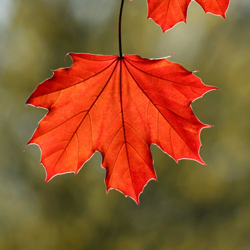red-maple-leaf