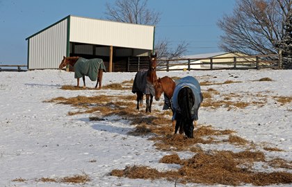 horses-eating-hay-in-snow-with-run-in